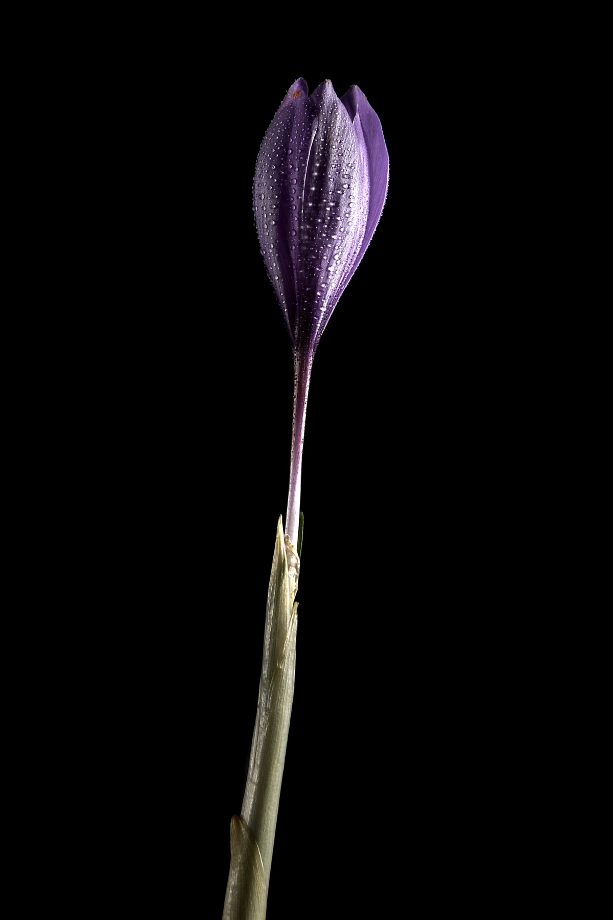 Krokus-Blüte - Safranpflanze